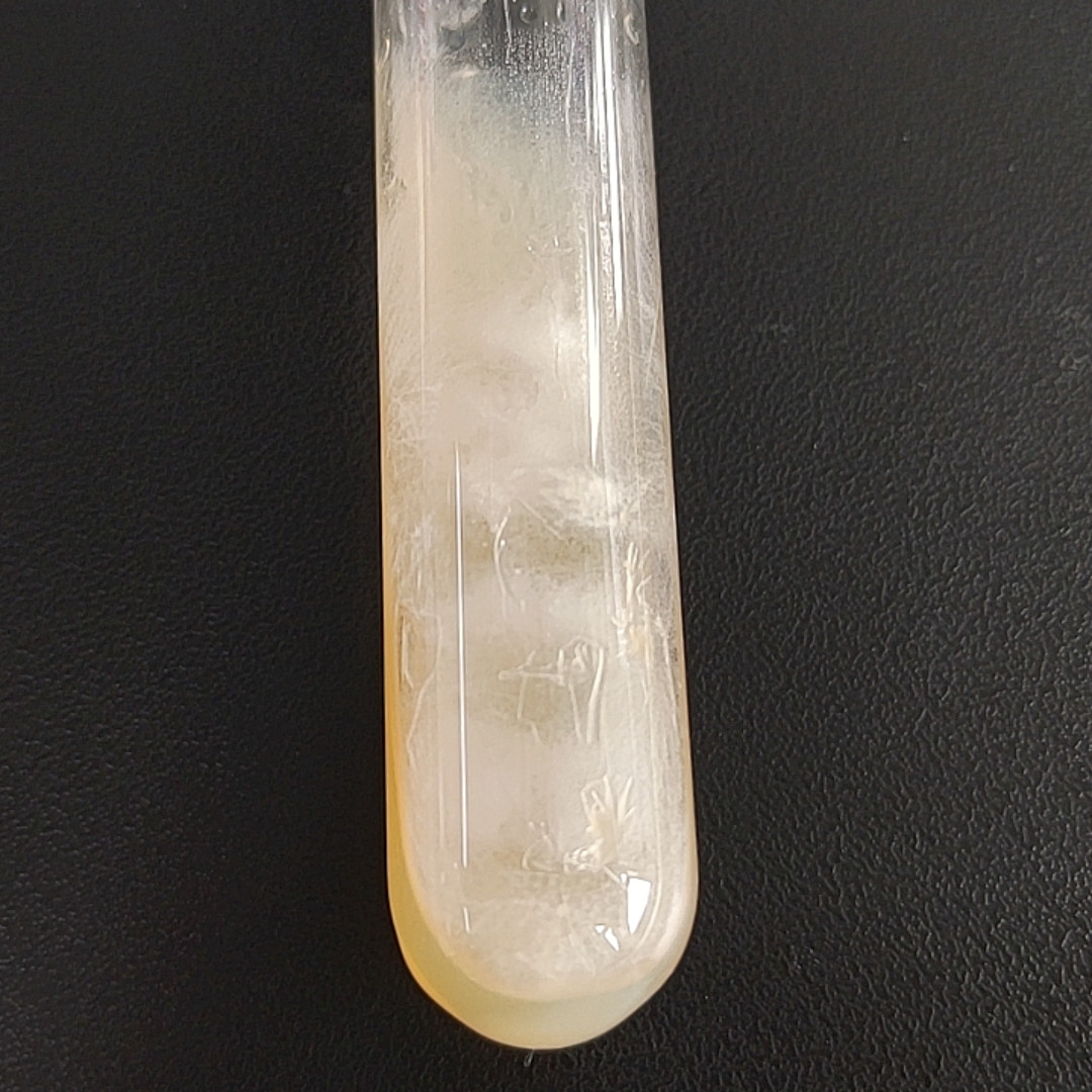 Fusarium graminearum (wheat stripe fungus)-BNCC