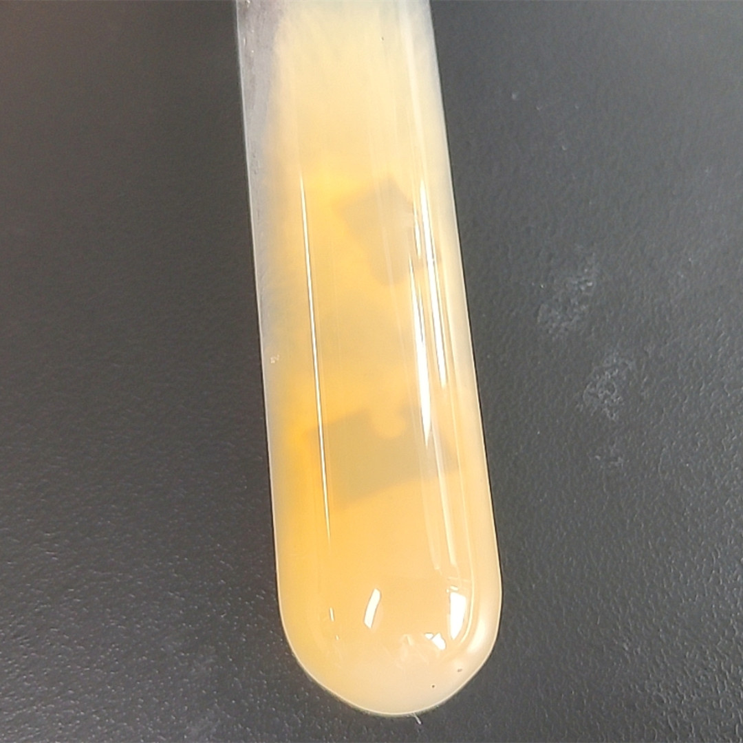 Fusarium graminearum (wheat stripe fungus)-BNCC