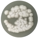 Colletotrichum acutatum-BNCC