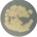 Colletotrichum acutatum-BNCC