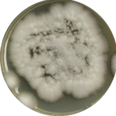 Colletotrichum acutatum-BNCC