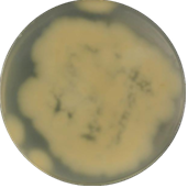 Colletotrichum acutatum-BNCC