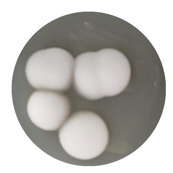 Bacillus subtilis-BNCC