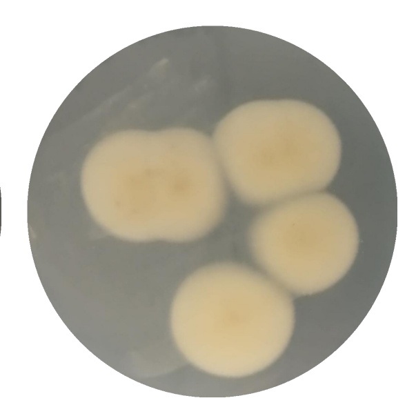 Bacillus subtilis-BNCC