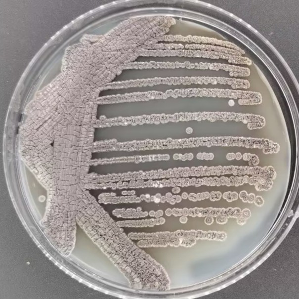 Intermediate type Streptomyces-BNCC