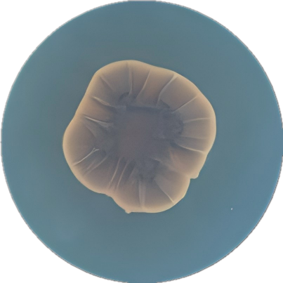 Fusarium graminearum-BNCC