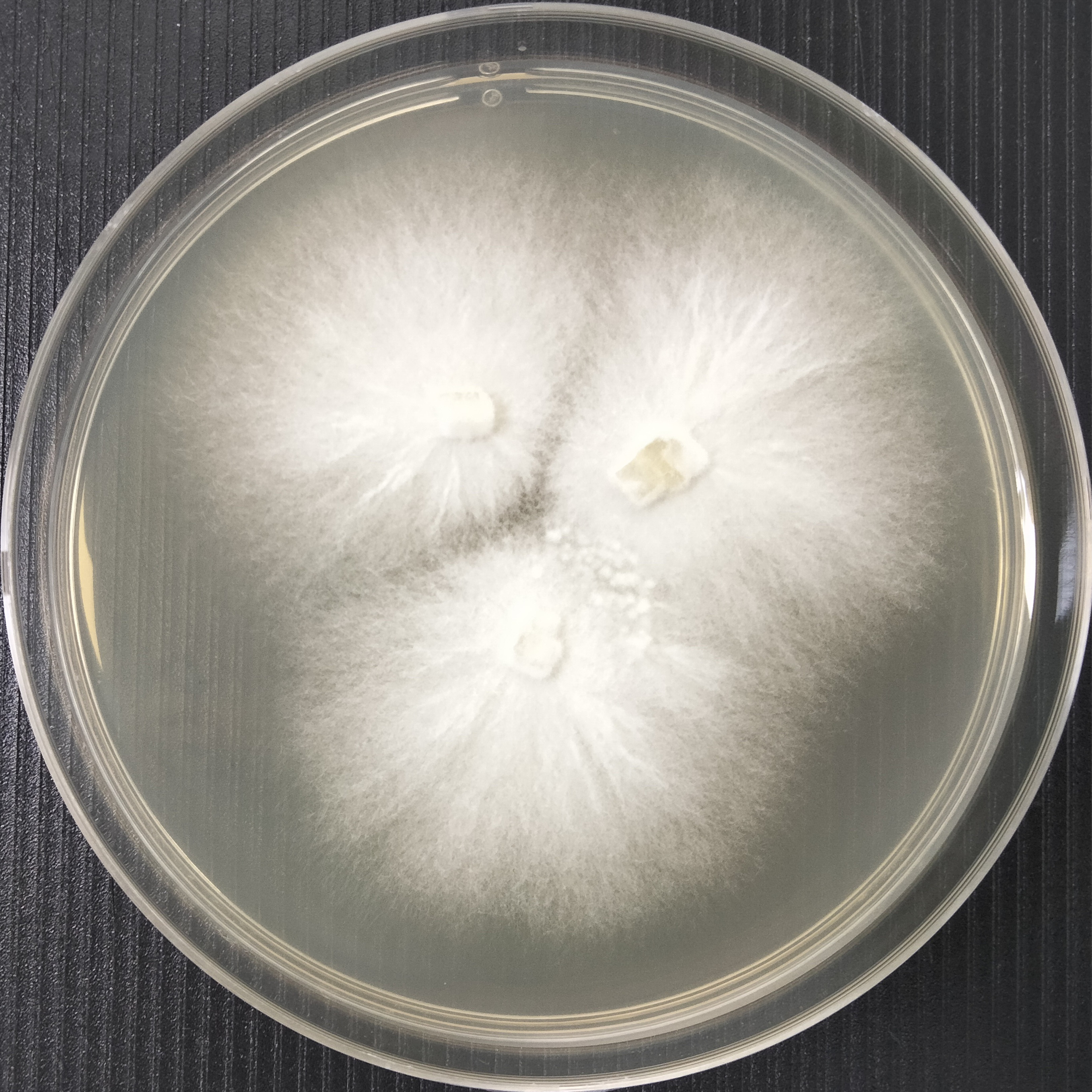 Trichoderma-BNCC