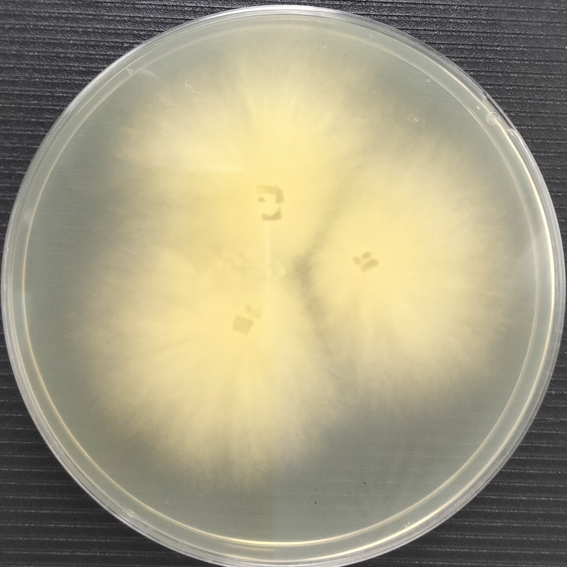 Trichoderma-BNCC