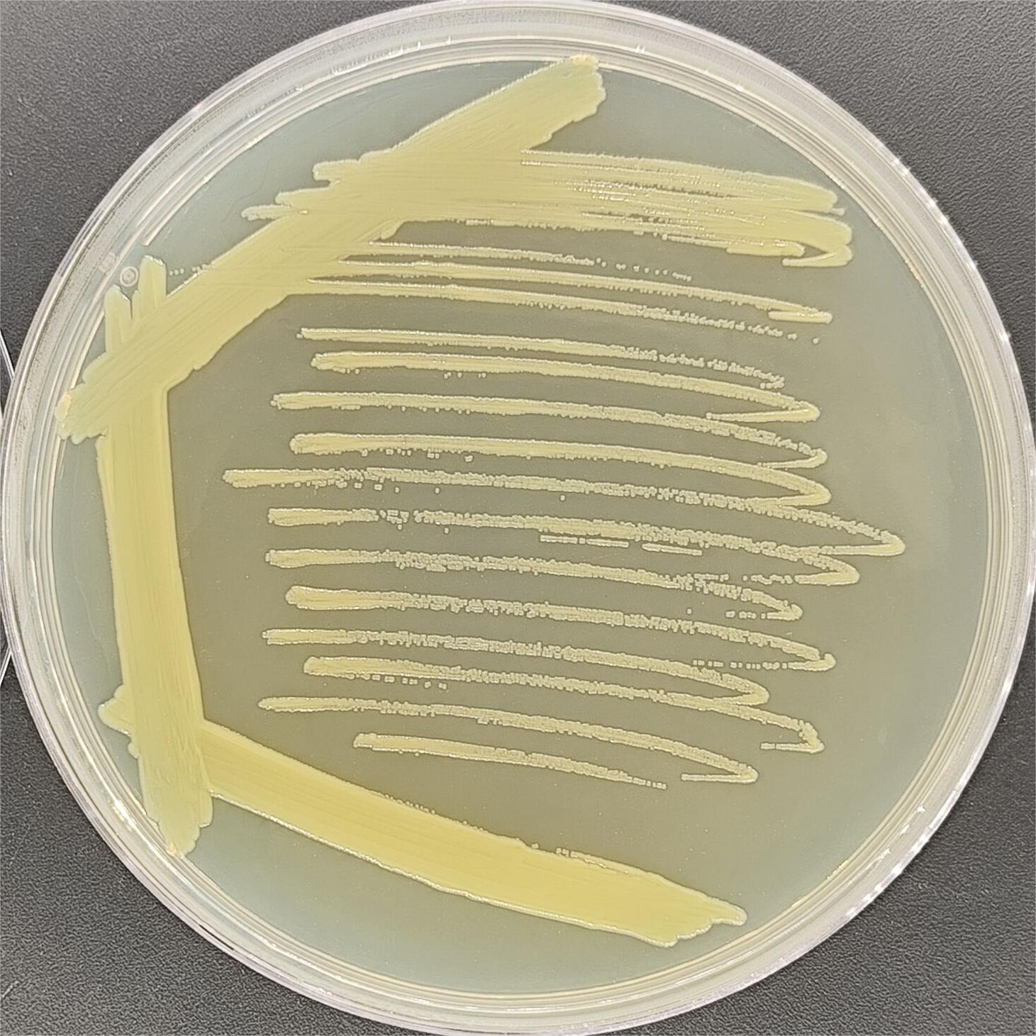 Oligomonas genus-BNCC