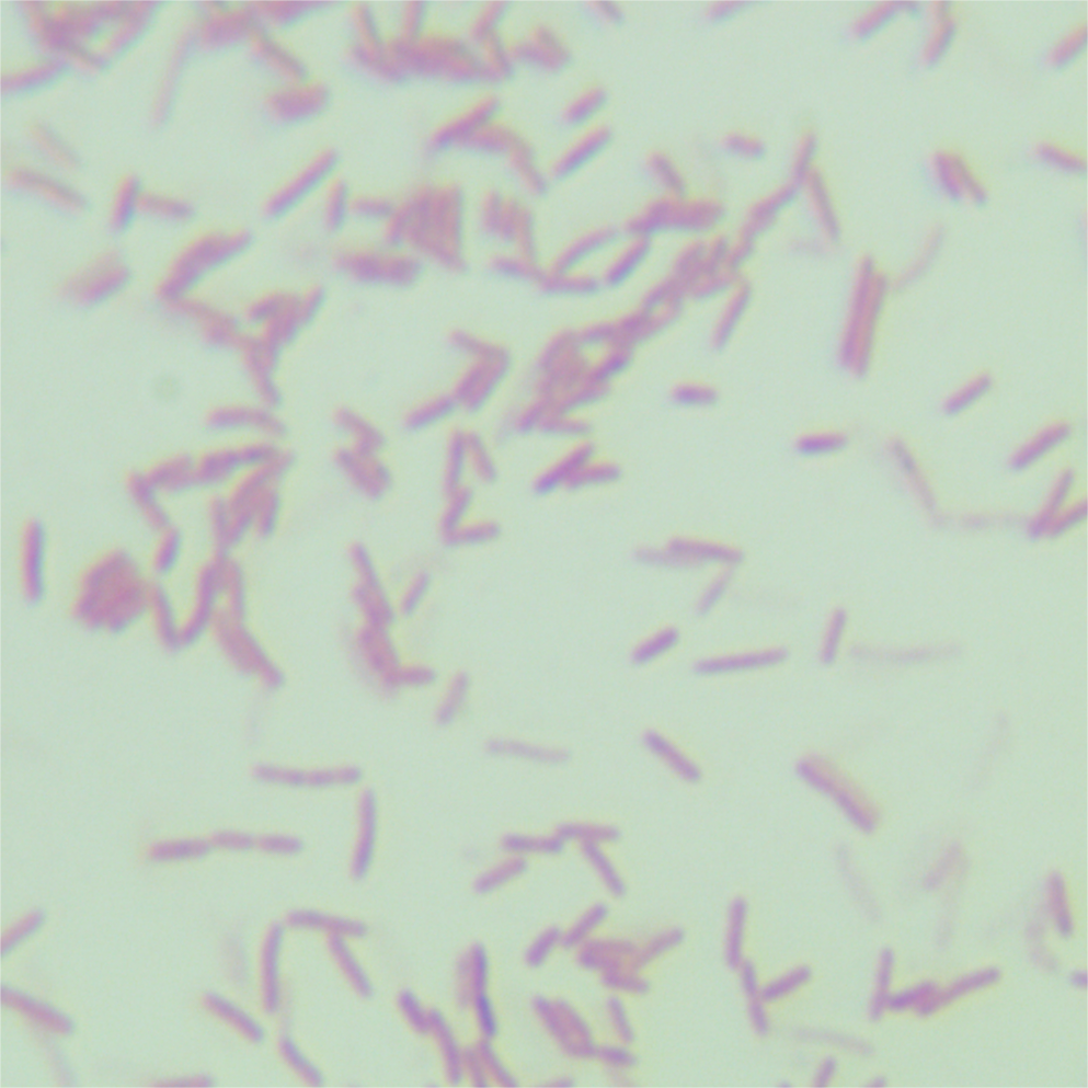Oligomonas genus-BNCC