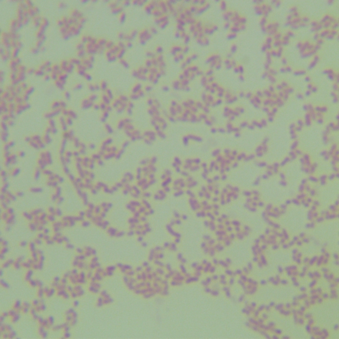Pseudomonas aeruginosa orange subspecies-BNCC
