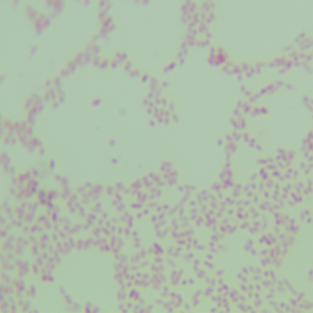 Colorless Bacillus-BNCC