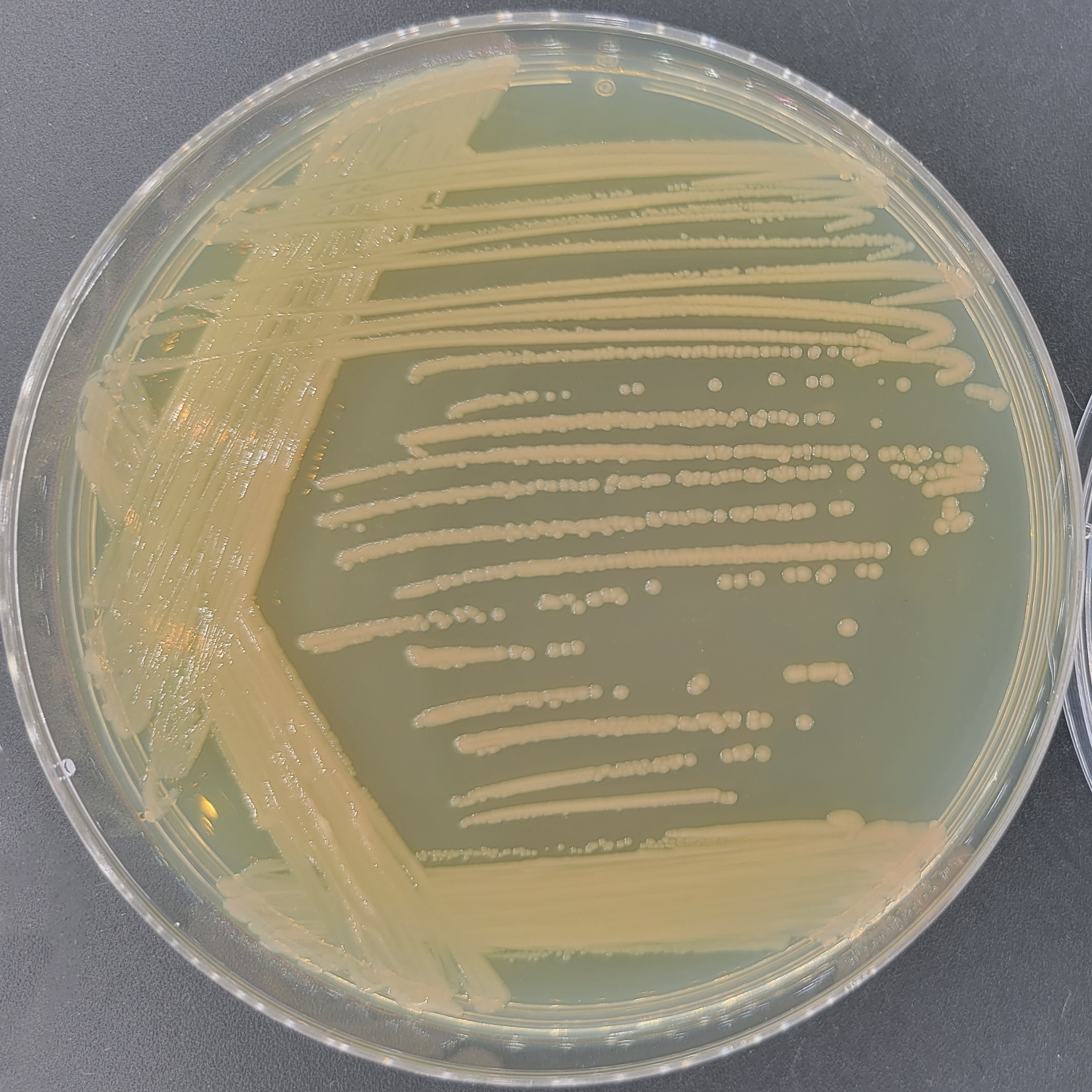 Colorless Bacillus-BNCC