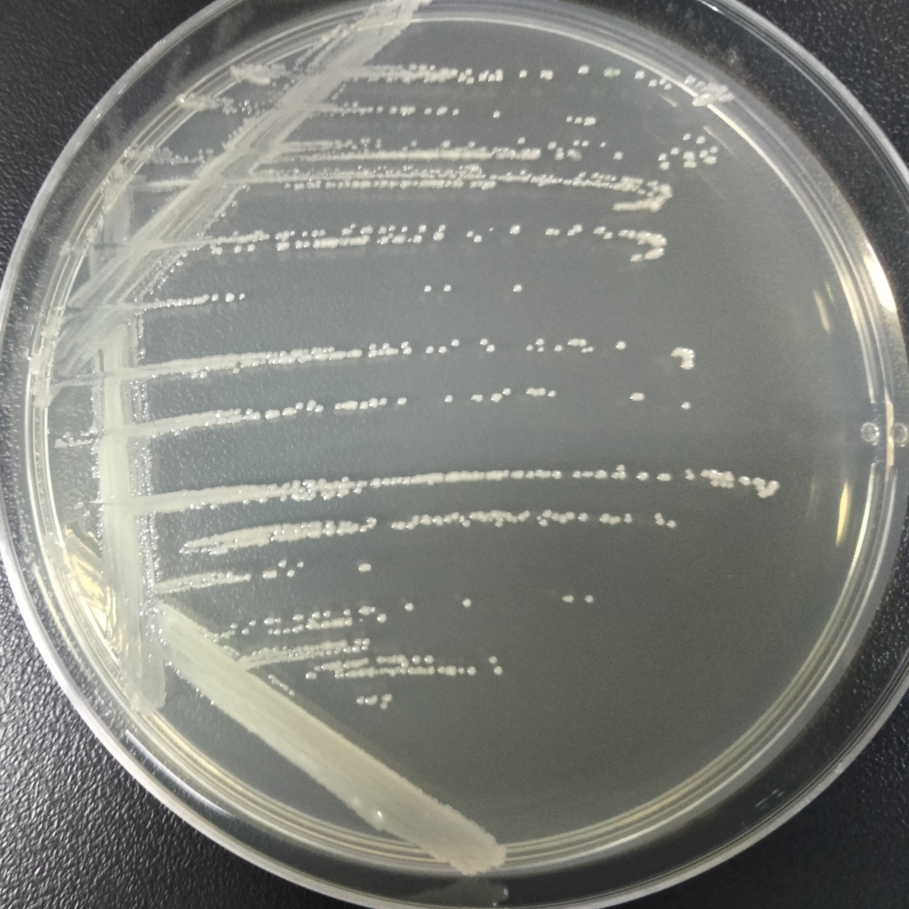 Bacillus thuringiensis-BNCC