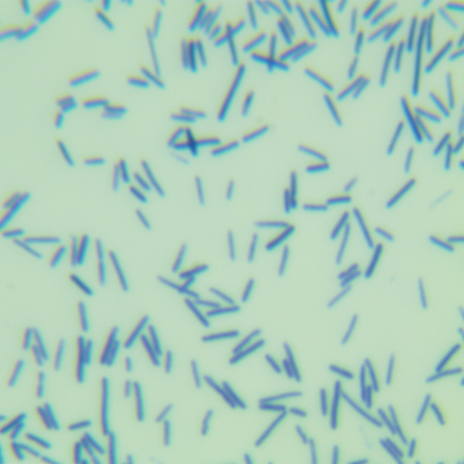 Bacillus thuringiensis-BNCC