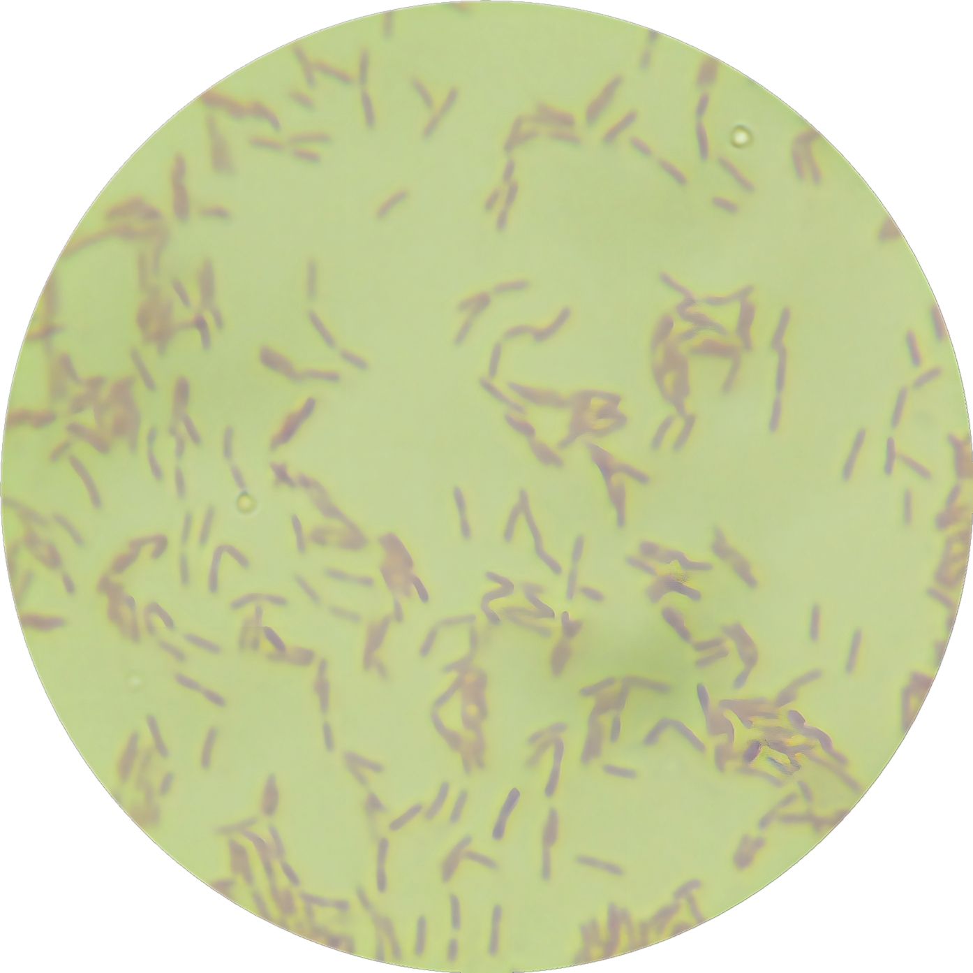 Alaska Sphingosine Box Bacteria-BNCC