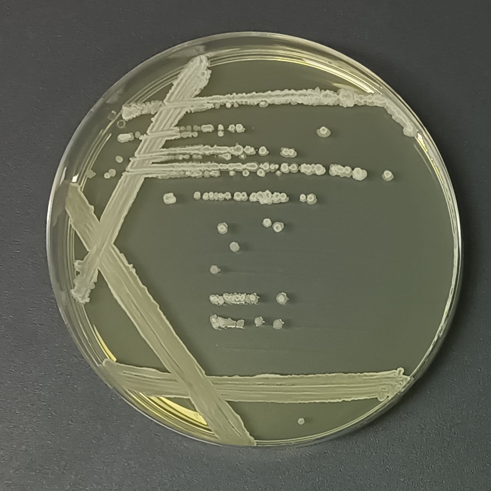 Methylotrophic Bacillus-BNCC