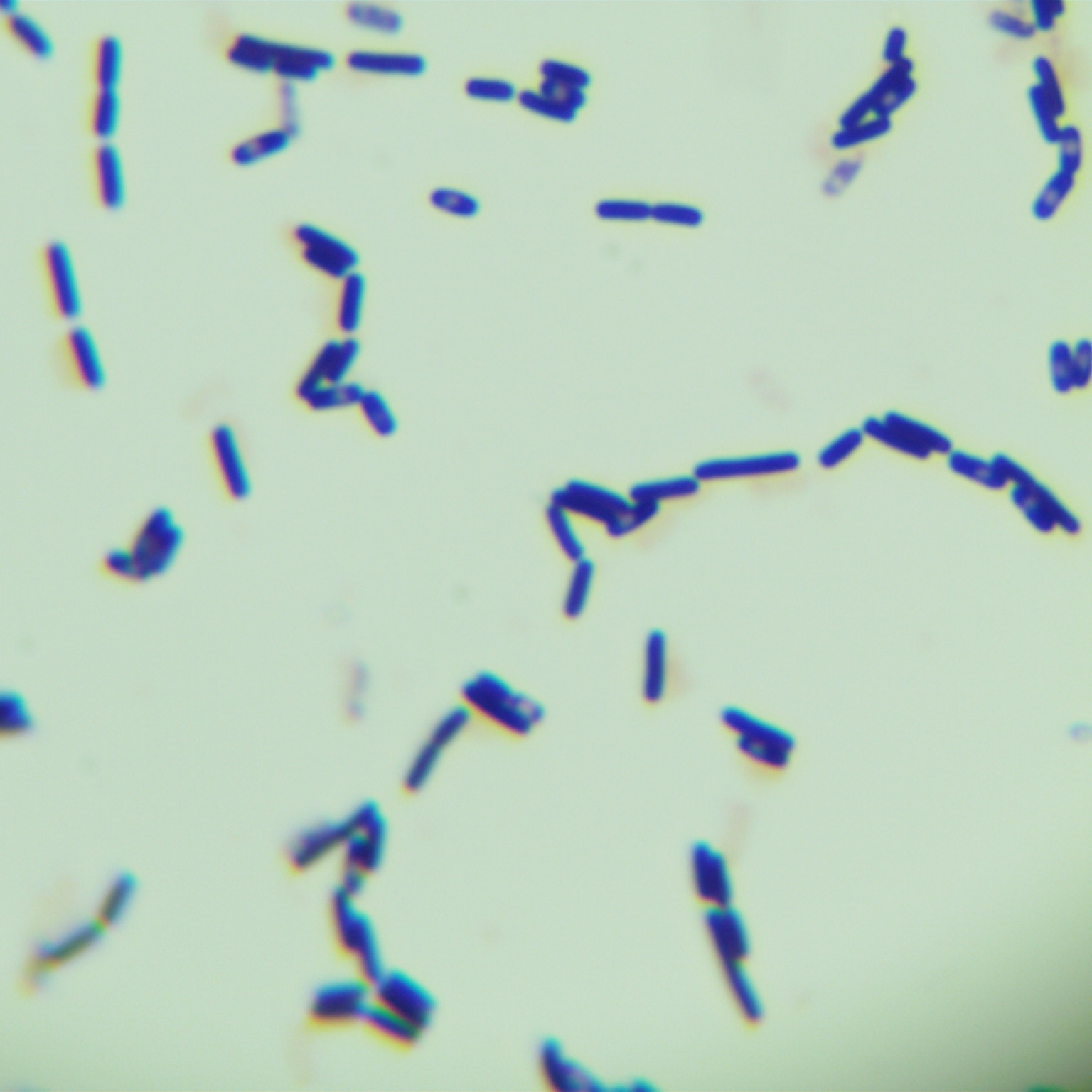 Methylotrophic Bacillus-BNCC
