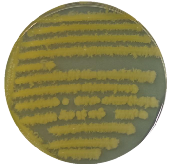 Geotrichum geotrichum-BNCC