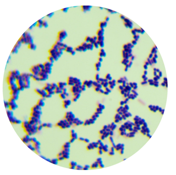 Geotrichum geotrichum-BNCC