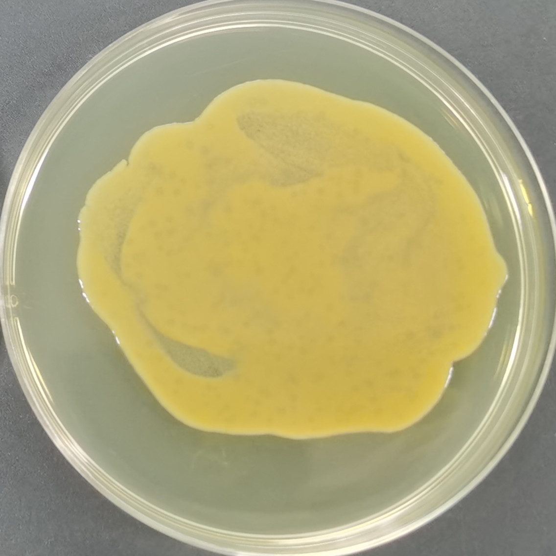 Microbacterium-BNCC