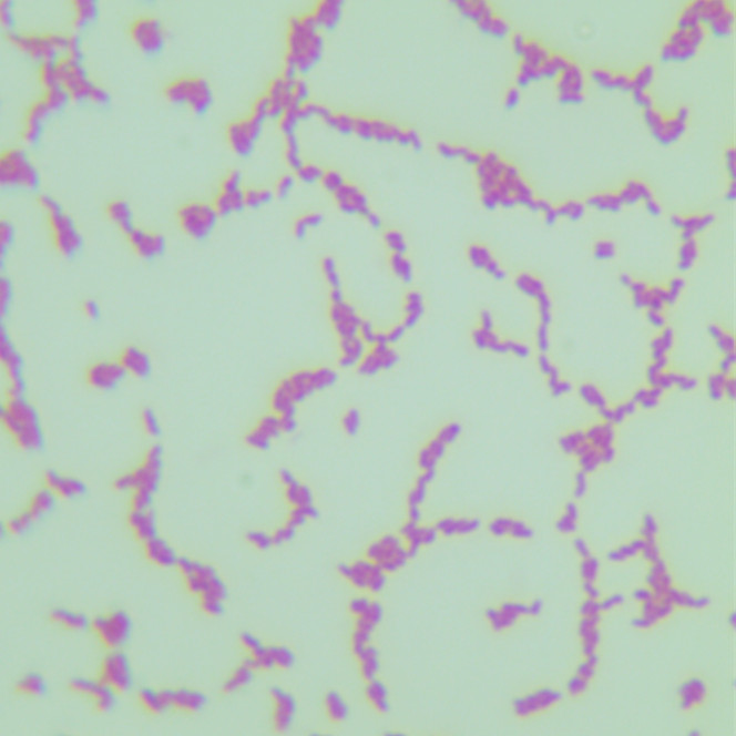 Microbacterium-BNCC