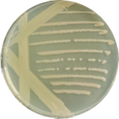 Fluorescent pseudomonas-BNCC