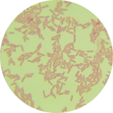 Fluorescent pseudomonas-BNCC