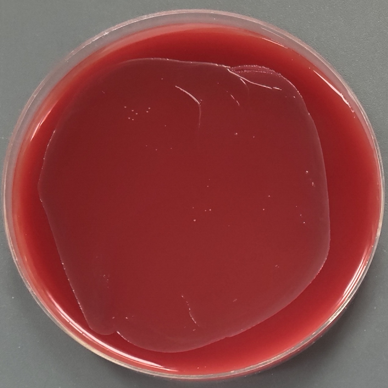 Campylobacter coli-BNCC