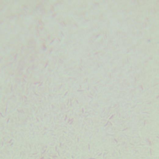 Campylobacter coli-BNCC
