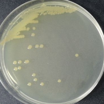 Alkaline producing pseudomonas-BNCC