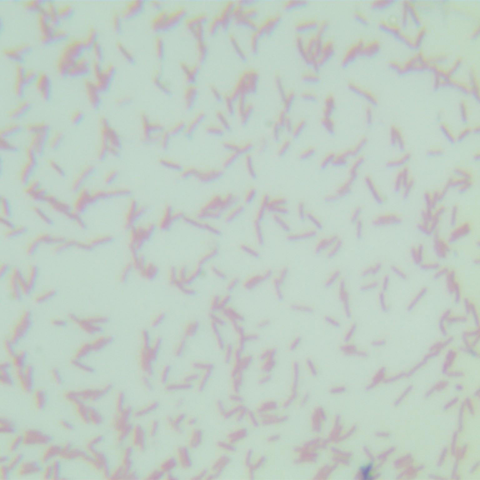 Alkaline producing pseudomonas-BNCC