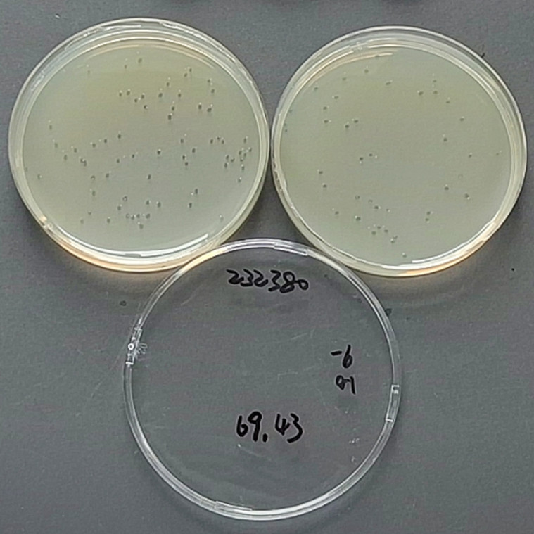 Shigella flexneri-BNCC