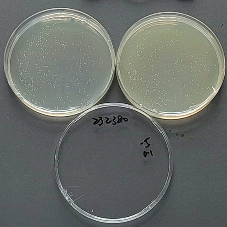 Shigella flexneri-BNCC