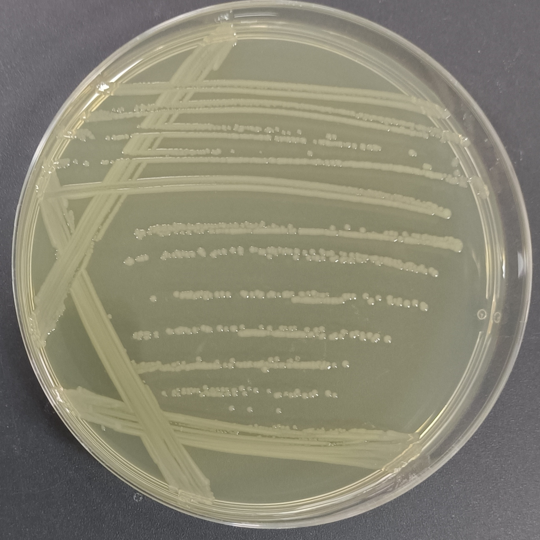 Salmonella Enteritidis subsp. Enteritidis mR595 [R595]-BNCC