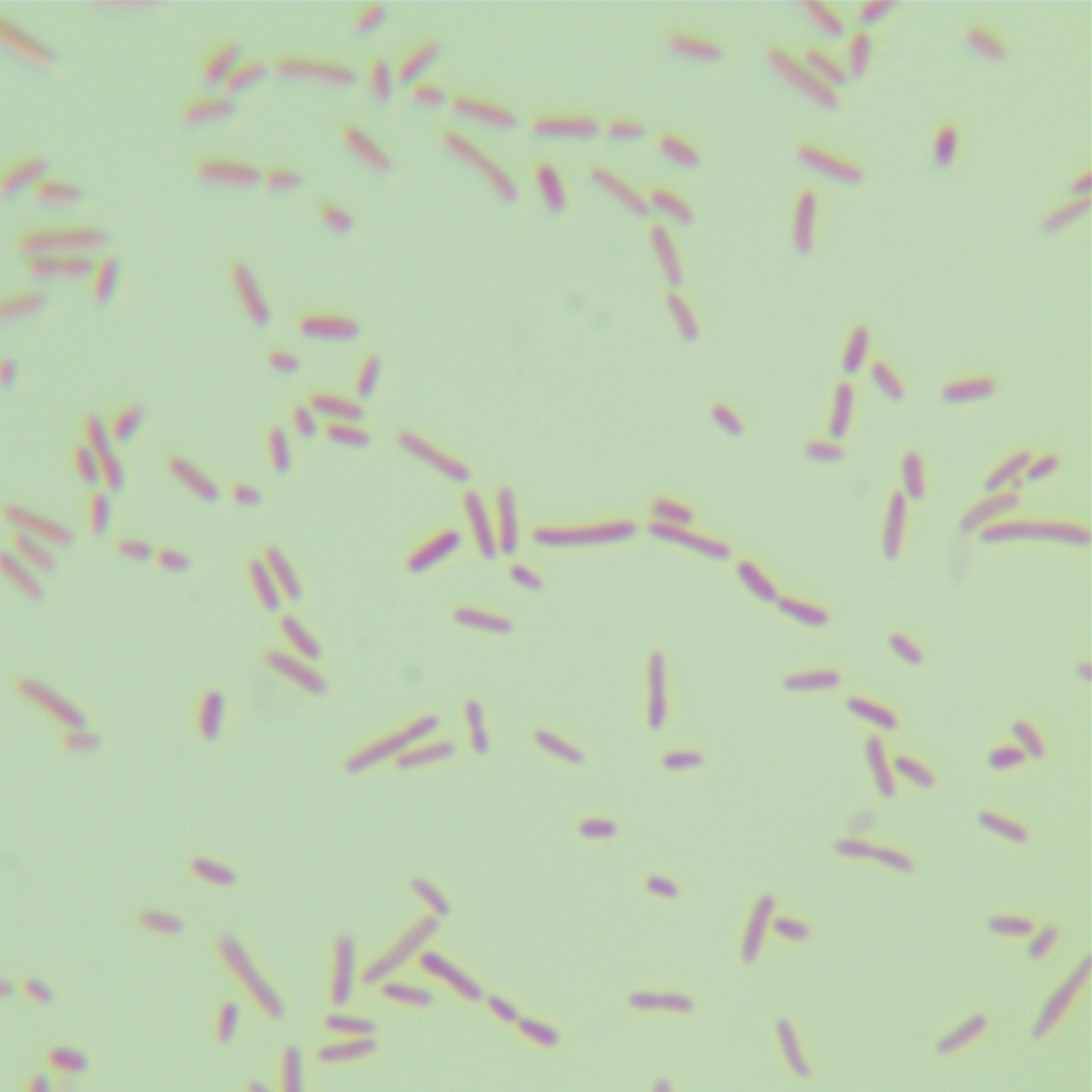 Salmonella Enteritidis subsp. Enteritidis mR595 [R595]-BNCC