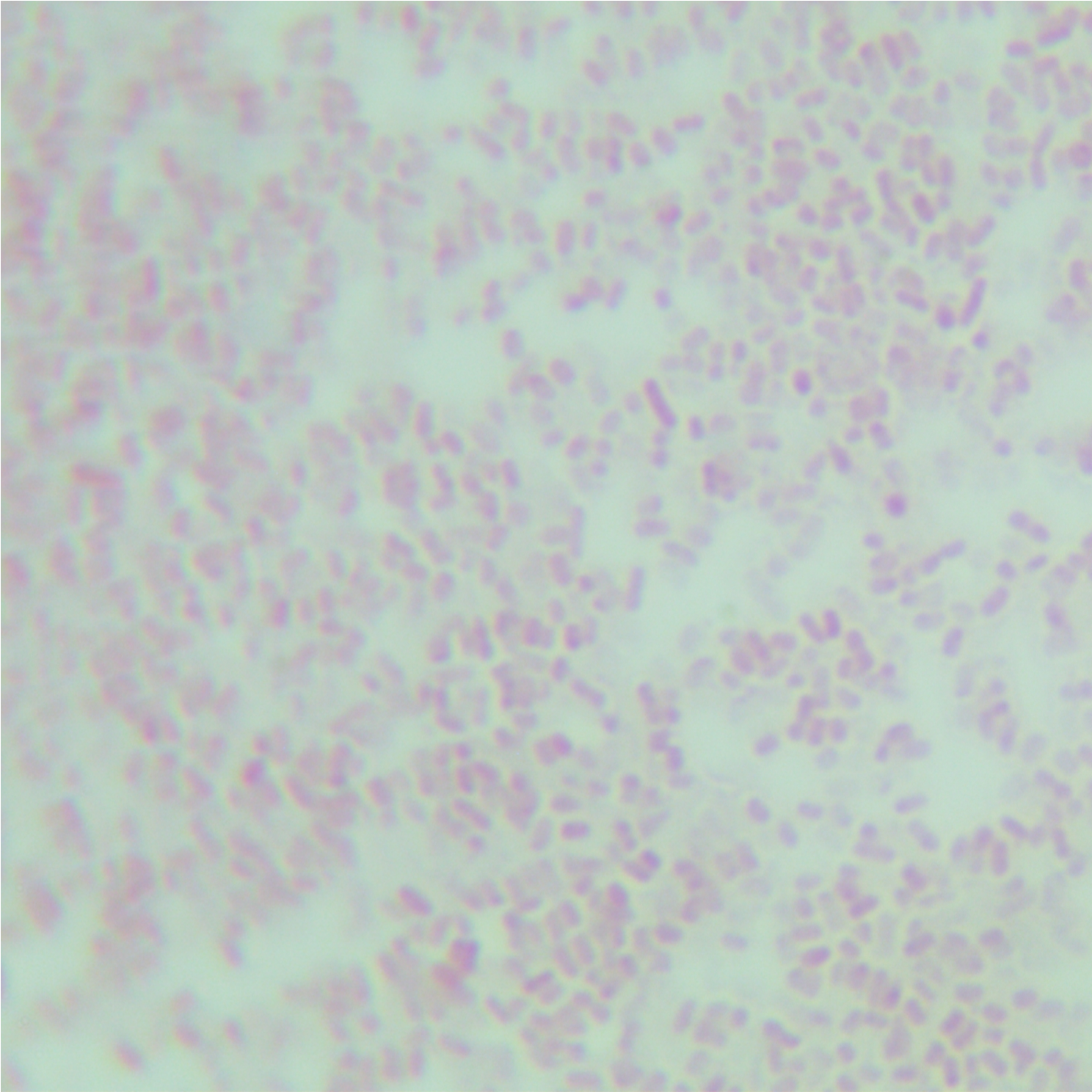 Salmonella Enteritidis subsp. Enteritidis-BNCC