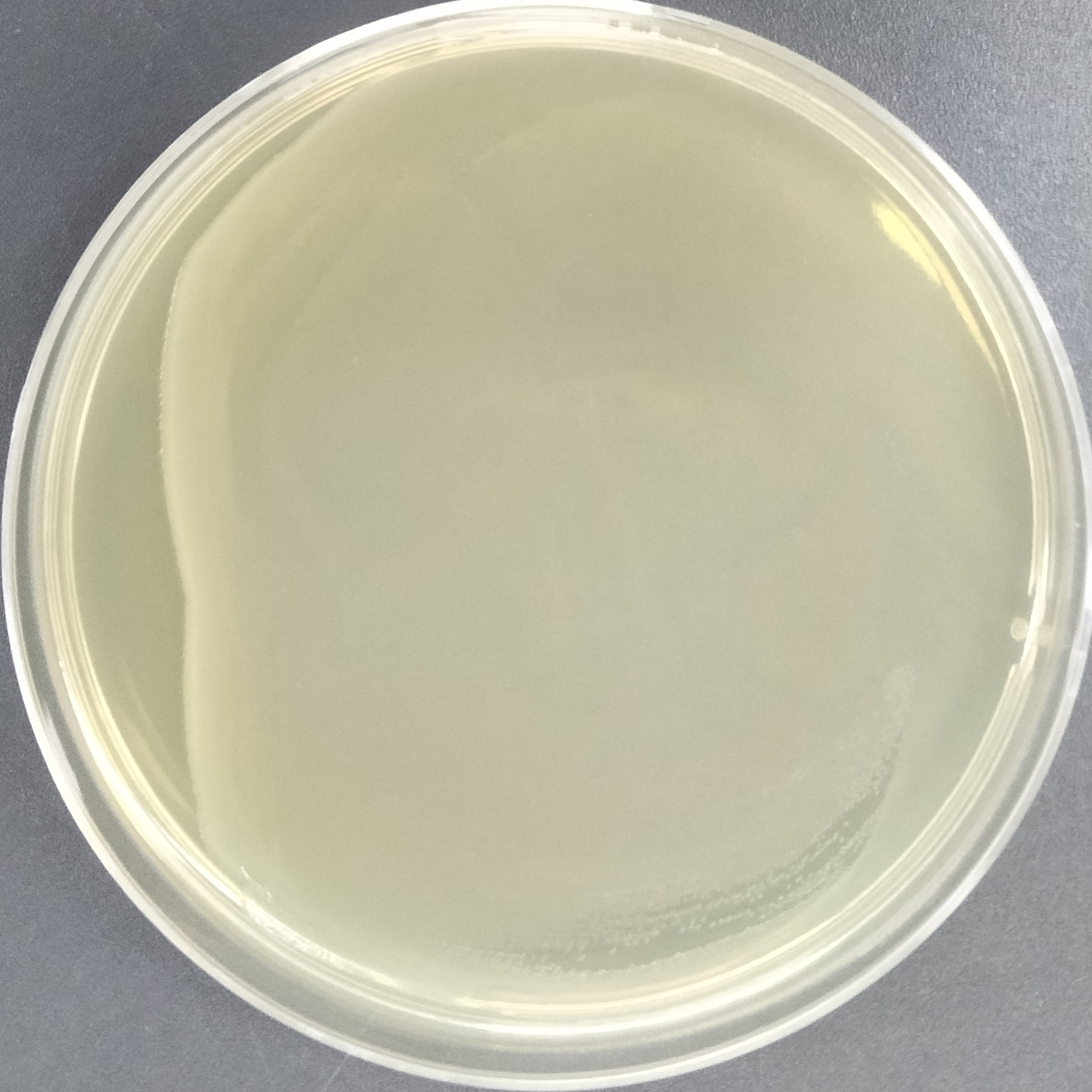 Salmonella Enteritidis subsp. Enteritidis-BNCC