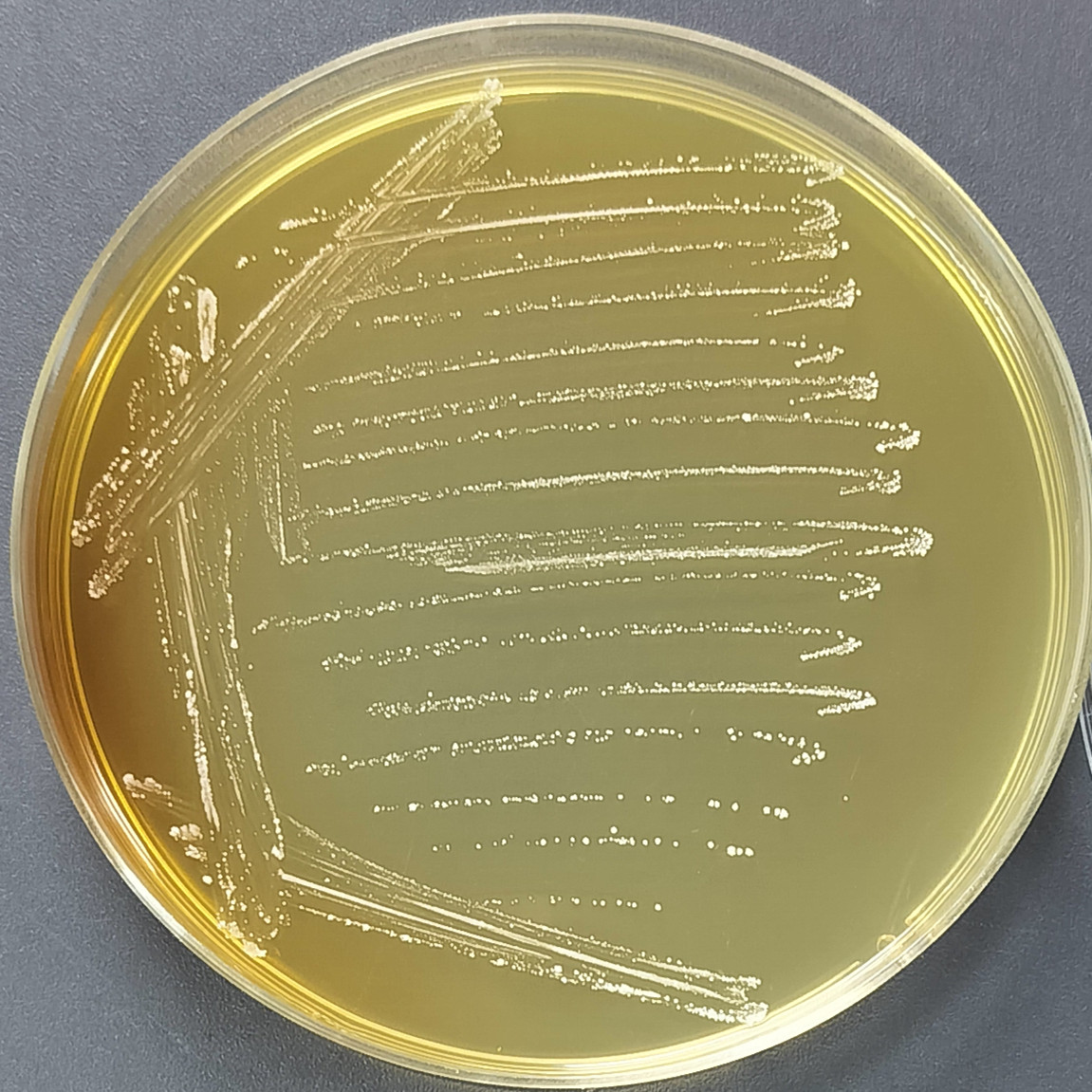 Streptococcus mutans-BNCC