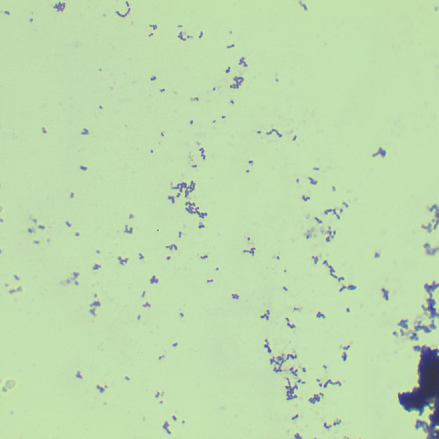Streptococcus mutans-BNCC