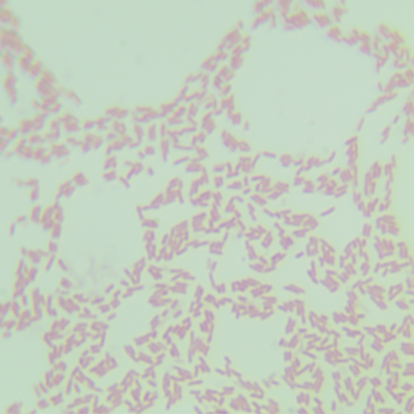Salmonella enterica subsp. enterica-BNCC