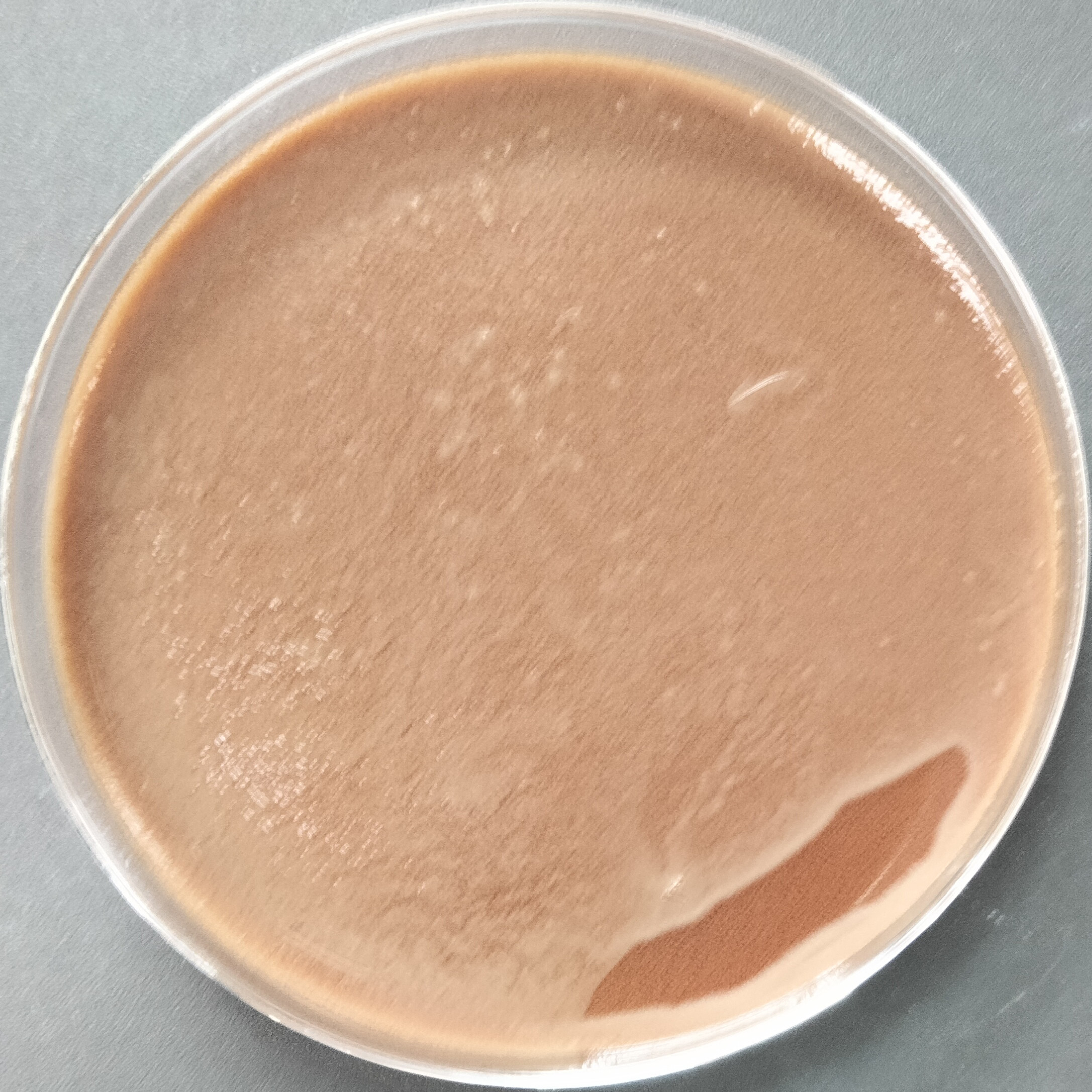 Moraxella mucositis-BNCC