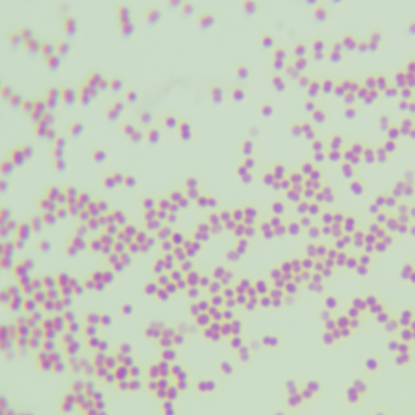 Moraxella mucositis-BNCC