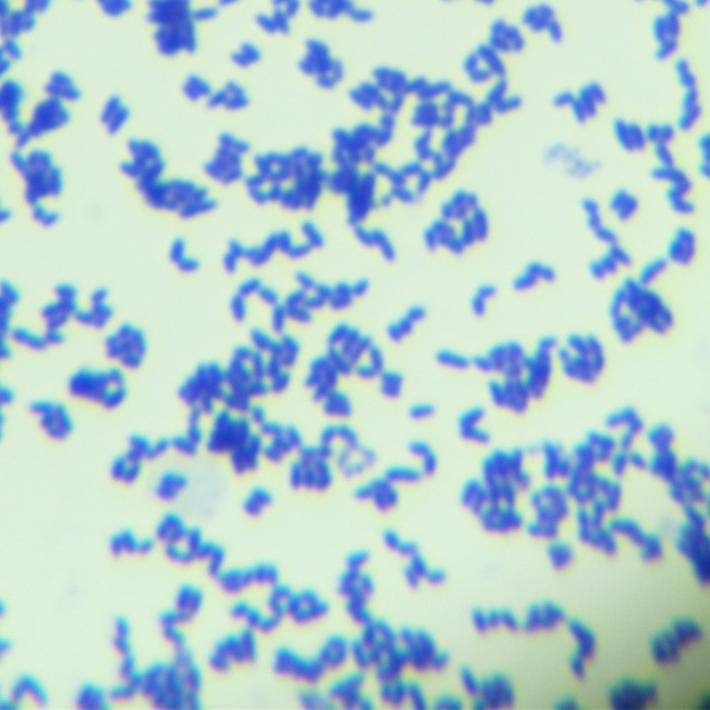 Bacillus subtilis-BNCC