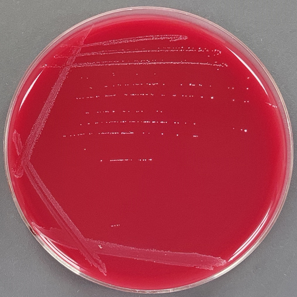Microorganisms-BNCC
