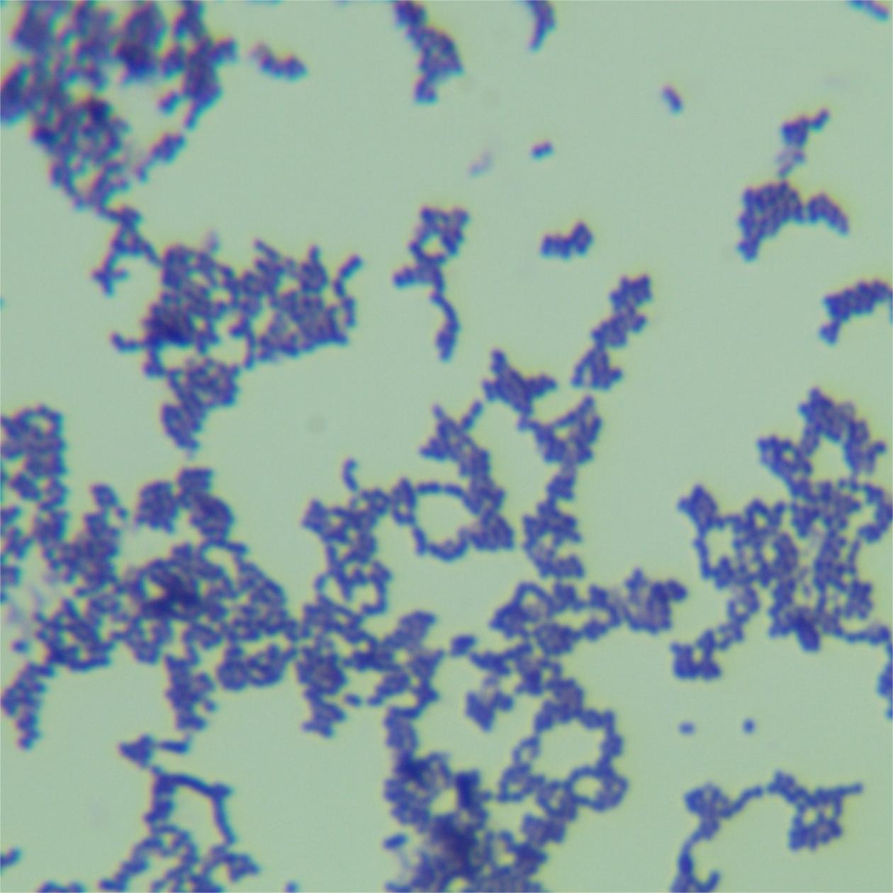 Microorganisms-BNCC