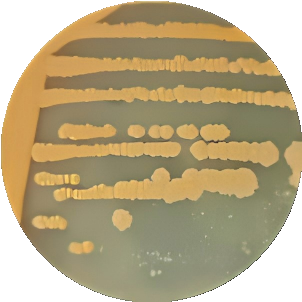 Gordon's bacteria-BNCC