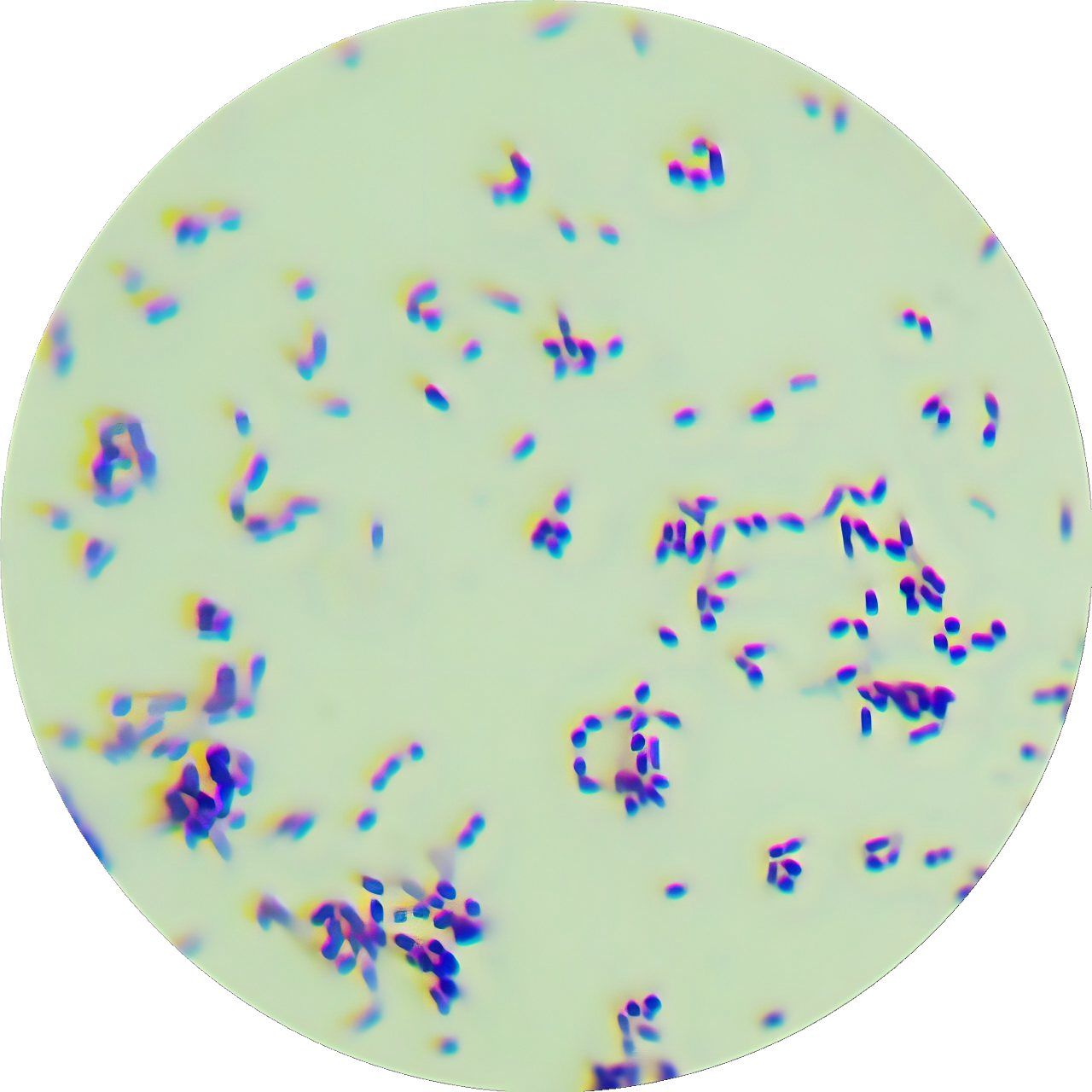 Gordon's bacteria-BNCC