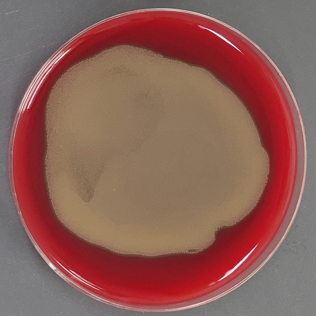 Streptococcus pneumoniae-BNCC