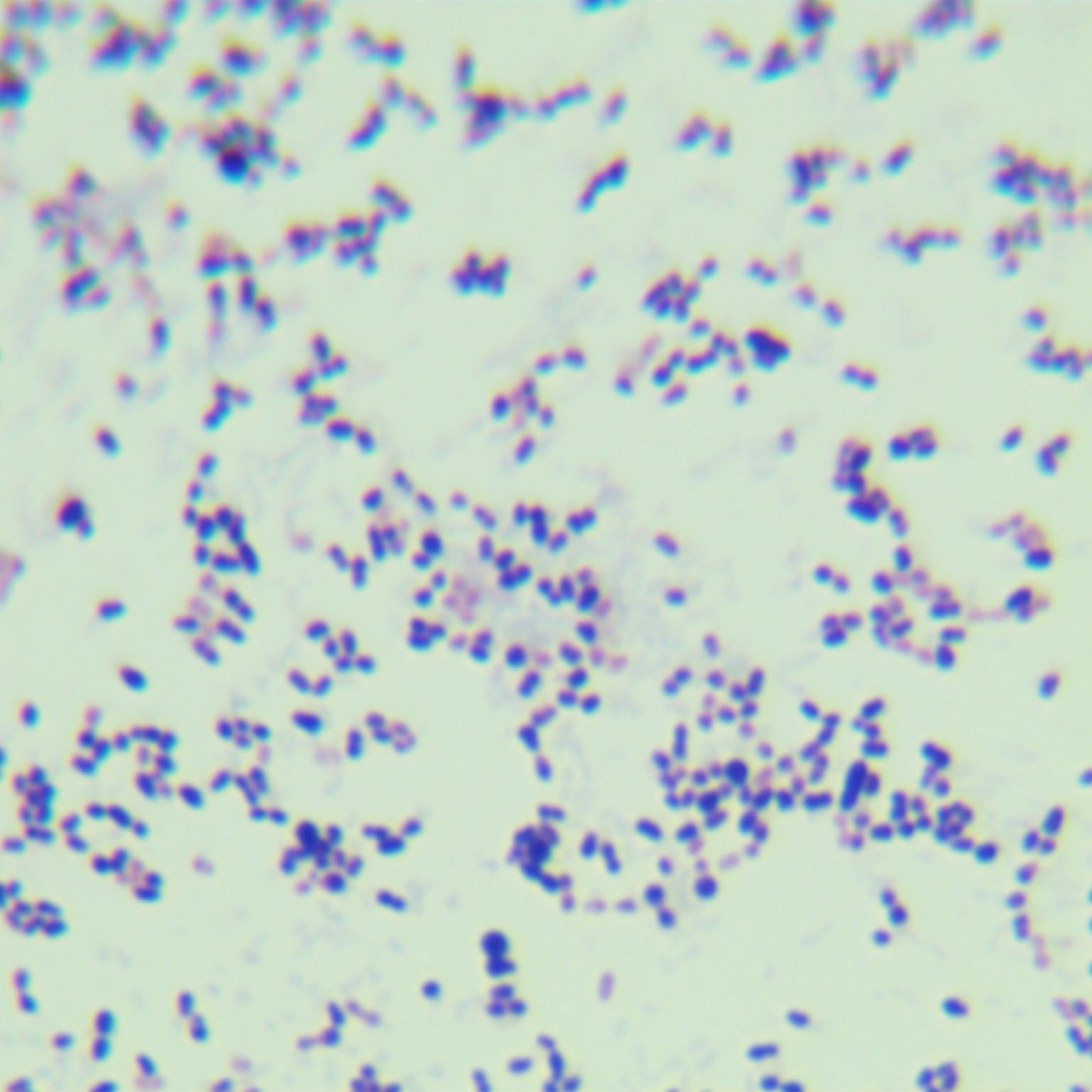 Streptococcus pneumoniae-BNCC